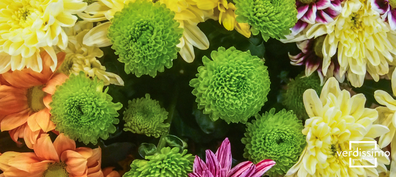 The meaning of chrysanthemums - Verdissimo